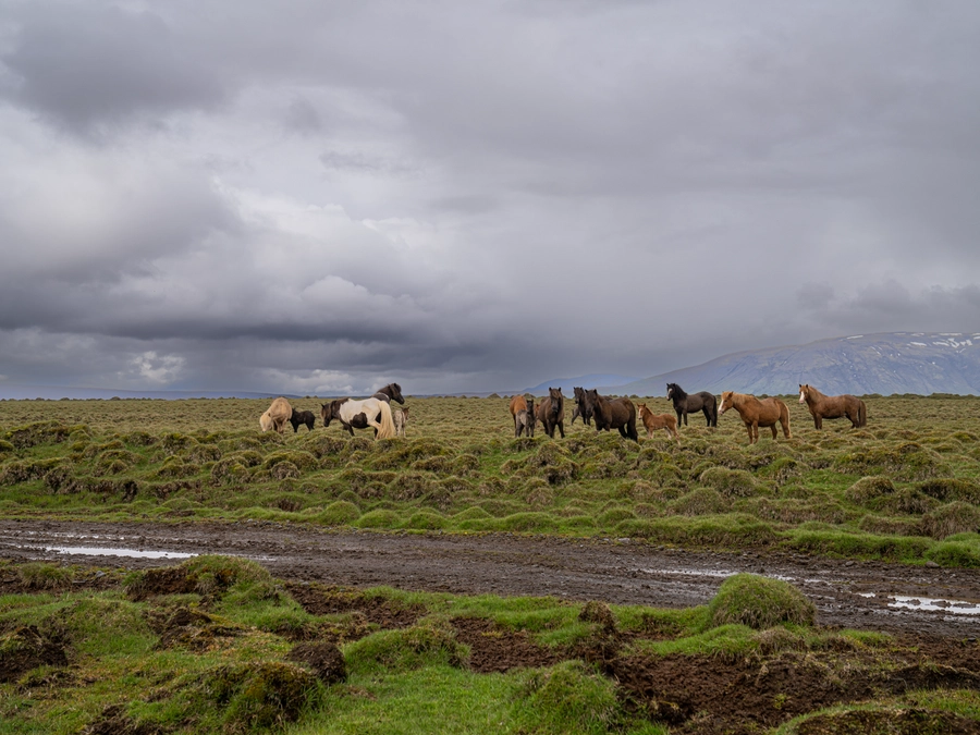 Iceland
