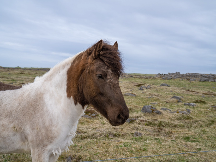 Iceland