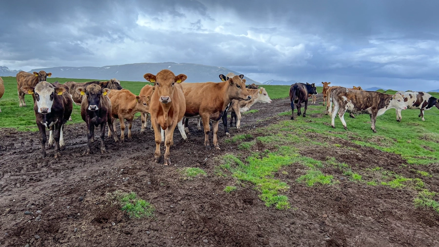 Iceland