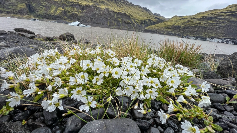 Iceland