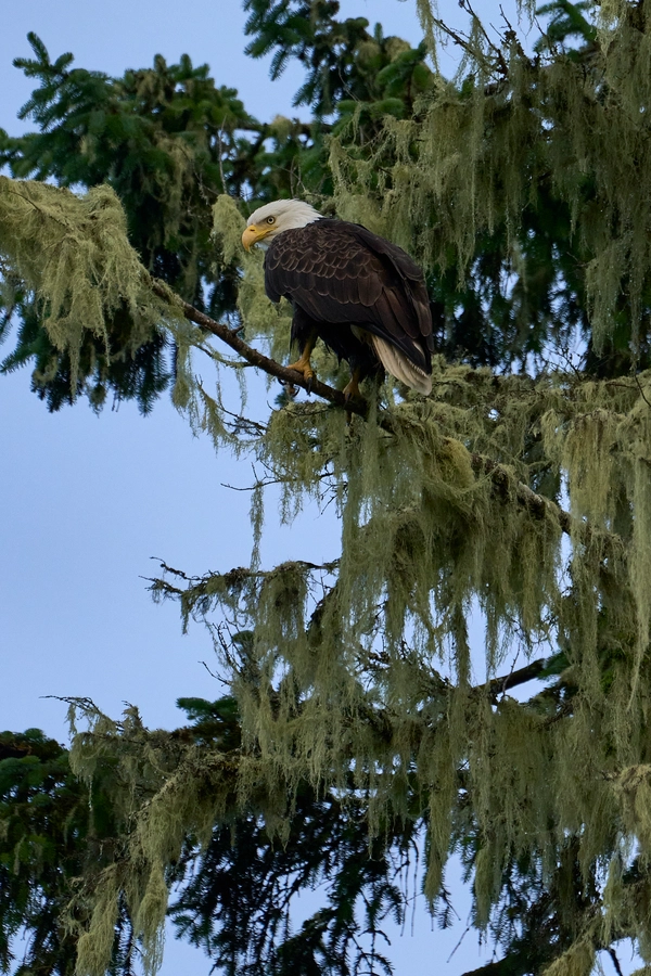 Peterburg, Alaska