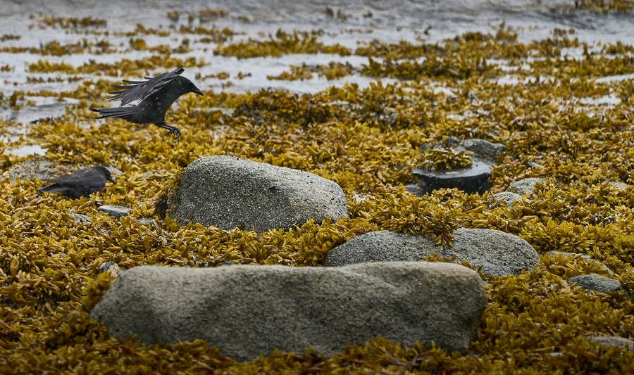 Peterburg, Alaska