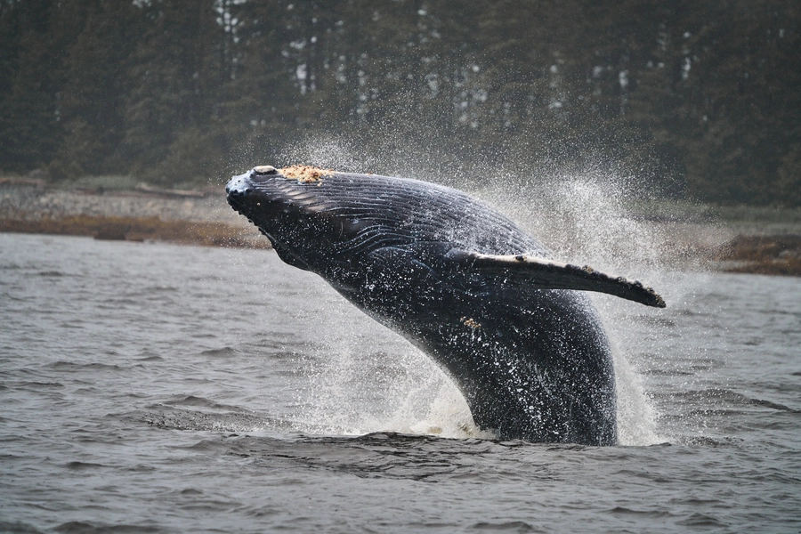 Peterburg, Alaska
