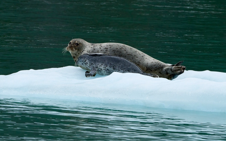Peterburg, Alaska