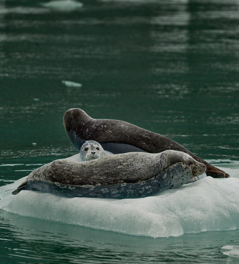 Peterburg, Alaska