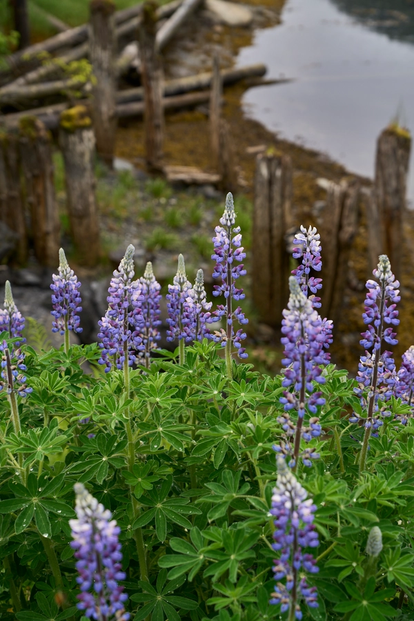 Peterburg, Alaska